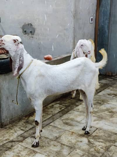 Qurbani k Bakray for Sale
