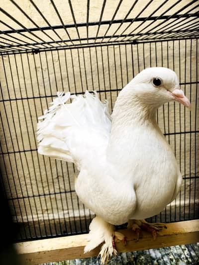 pigeon pair