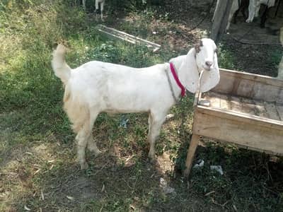 Sale for Animal
