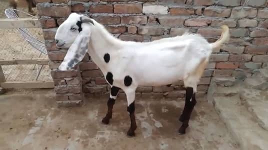 2 Desi Bakray Jori (Goats Pair)