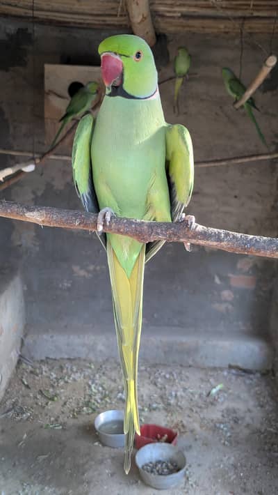Male parrart for sale