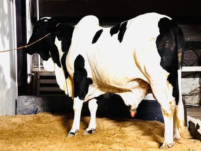 Cow love Qurbani Bull for sale