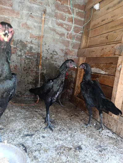 dargon feamel and burmi healthy and active