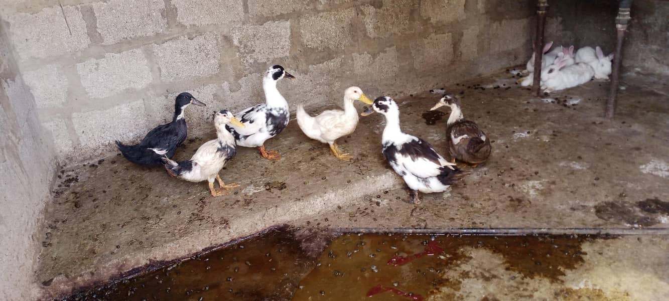 ducks pool 0