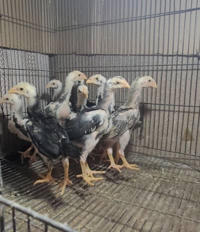 german shamo chicks
