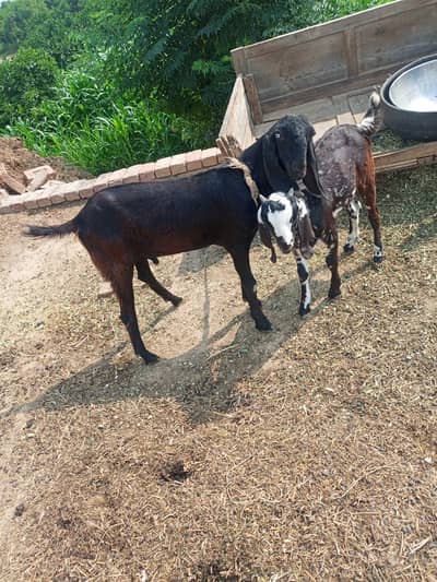 bakra for sale