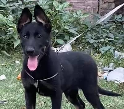 German shepherds available female for sale