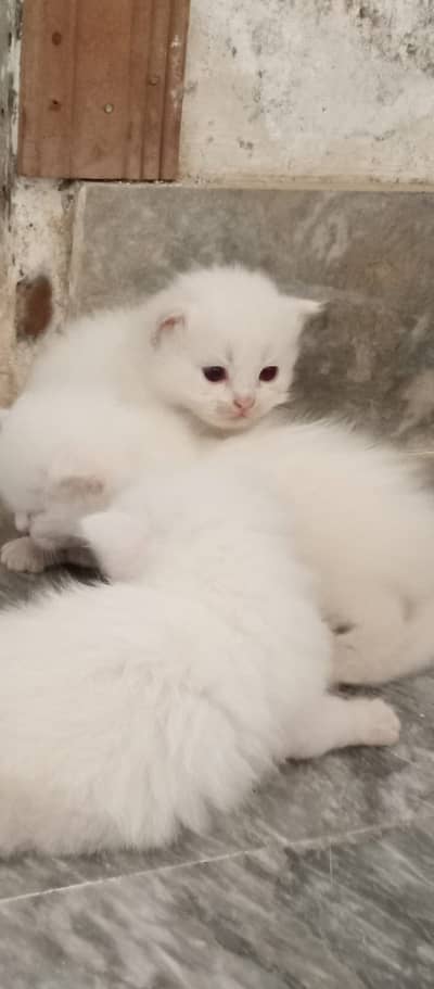 Looking for new home