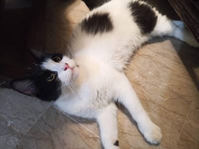 female cat trained