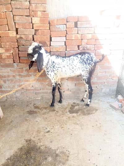 Bakra do daant 03028470271