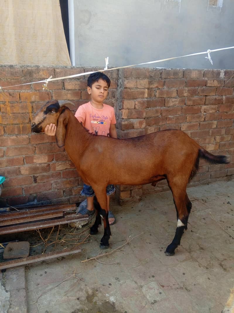 Bakra do daant 03028470271 1