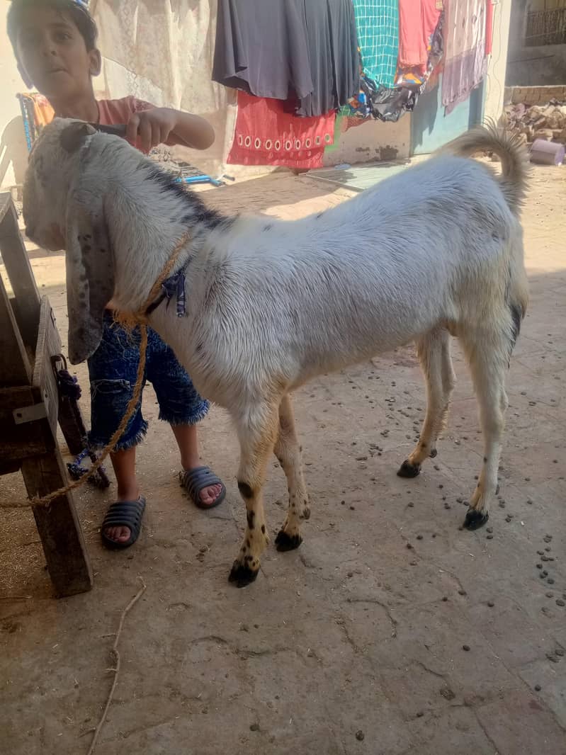 Bakra do daant 03028470271 2