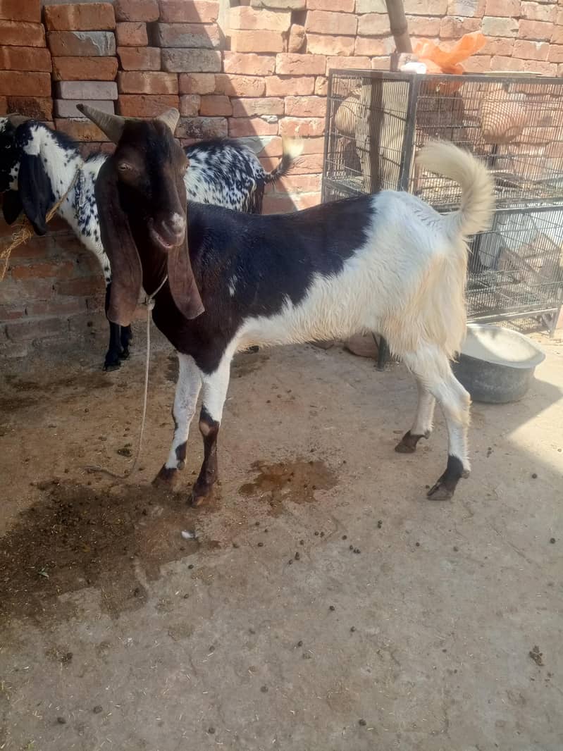 Bakra do daant 03028470271 3