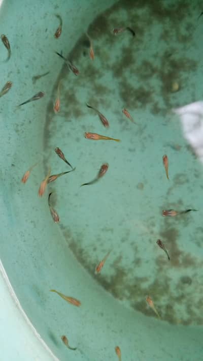 12k gold guppy high quality guppy 2months guppy pair 500 exotic  guppy