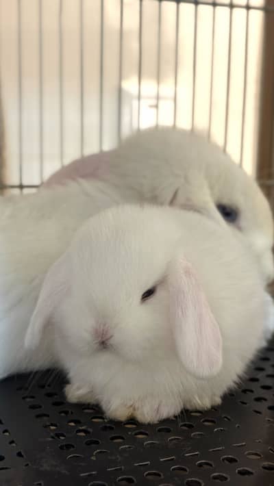 Holland Lop Bunnies