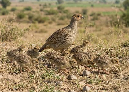Teetar Ke Bachay For Sale – Healthy & Active Chicks (Rs. 4000 Each)