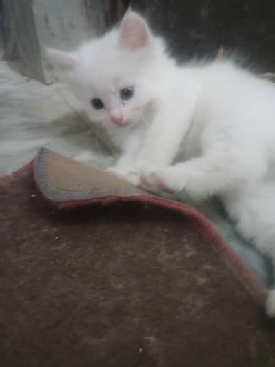 Persian kittens