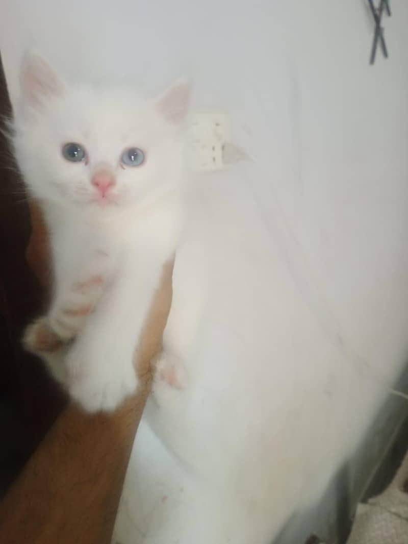 Persian kittens 1