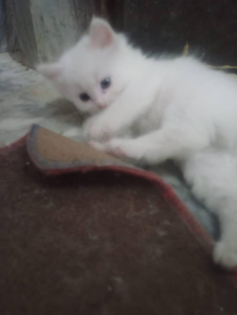 Persian kittens 2