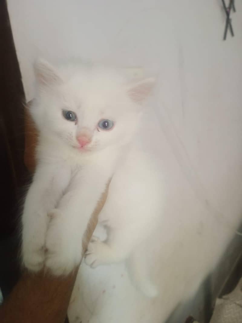 Persian kittens 3
