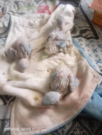 kashmiri raw parrot