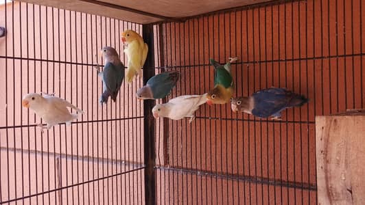 Love birds 7 piece  albini latino parblue