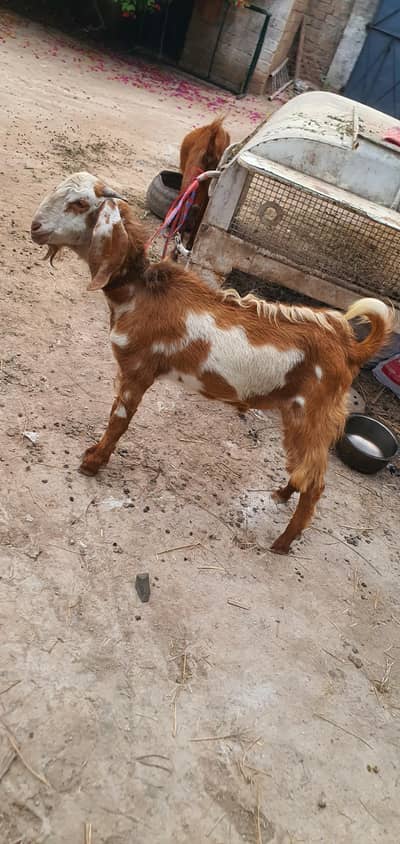 bakra exchange