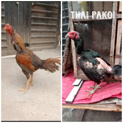 Thai breed pair breeder