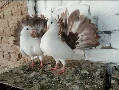 Lakky Kabootar Fancy Pigeon Pair