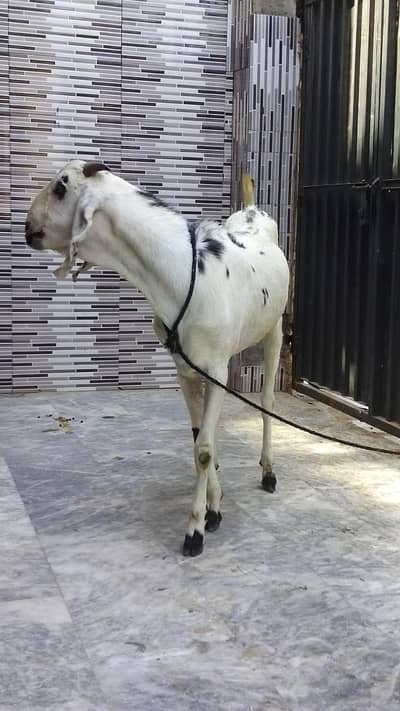 Active and healthy bakra for sale 2 dant