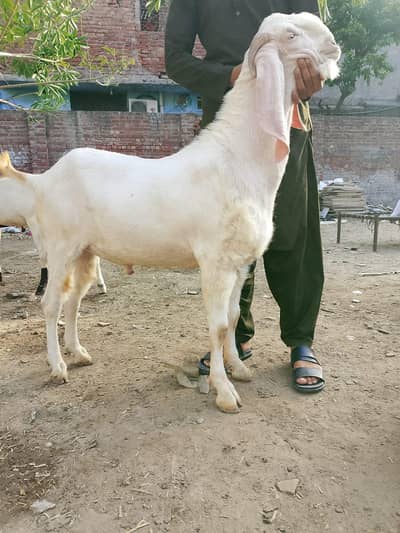 Qurbani Bakra