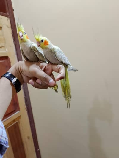 Hand tame cocktail 0/3/1/6/0/2/7/8/4/6/2