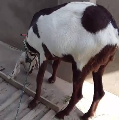 Jori nasali Bakry