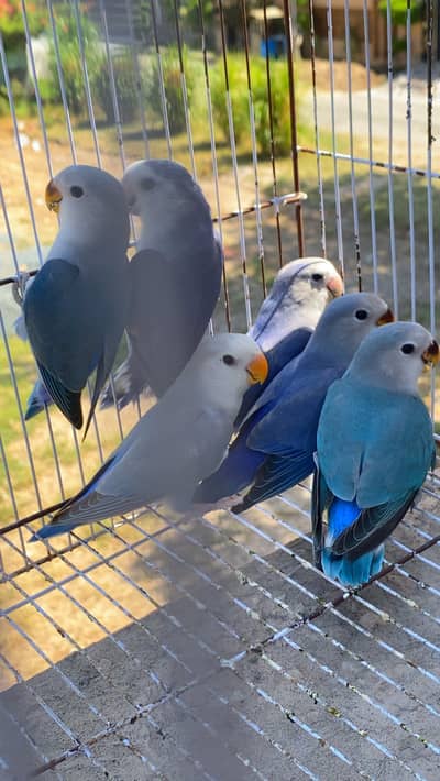 ROSEICOLLIS Love birds total 10 birds.