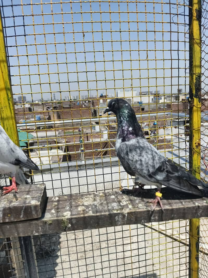 breeder pair 3