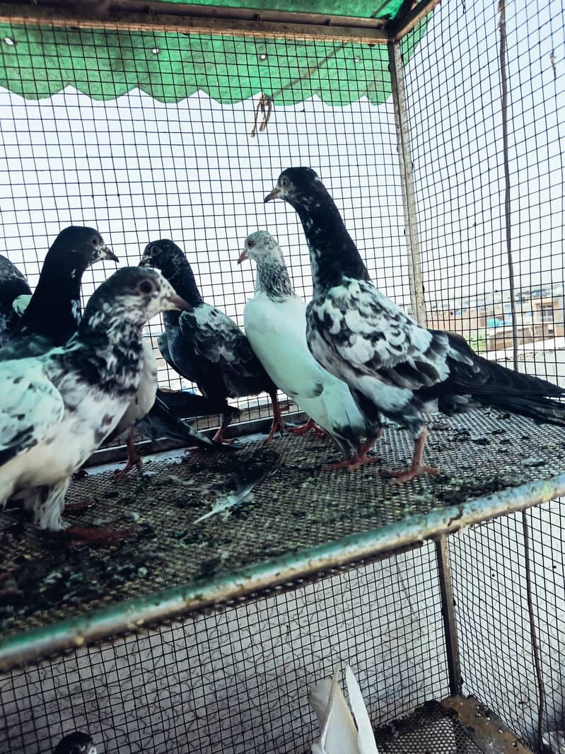 breeder pair 7