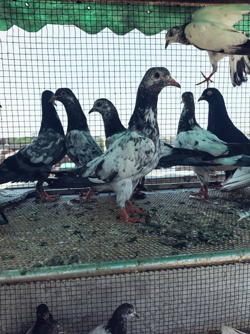 breeder pair 10