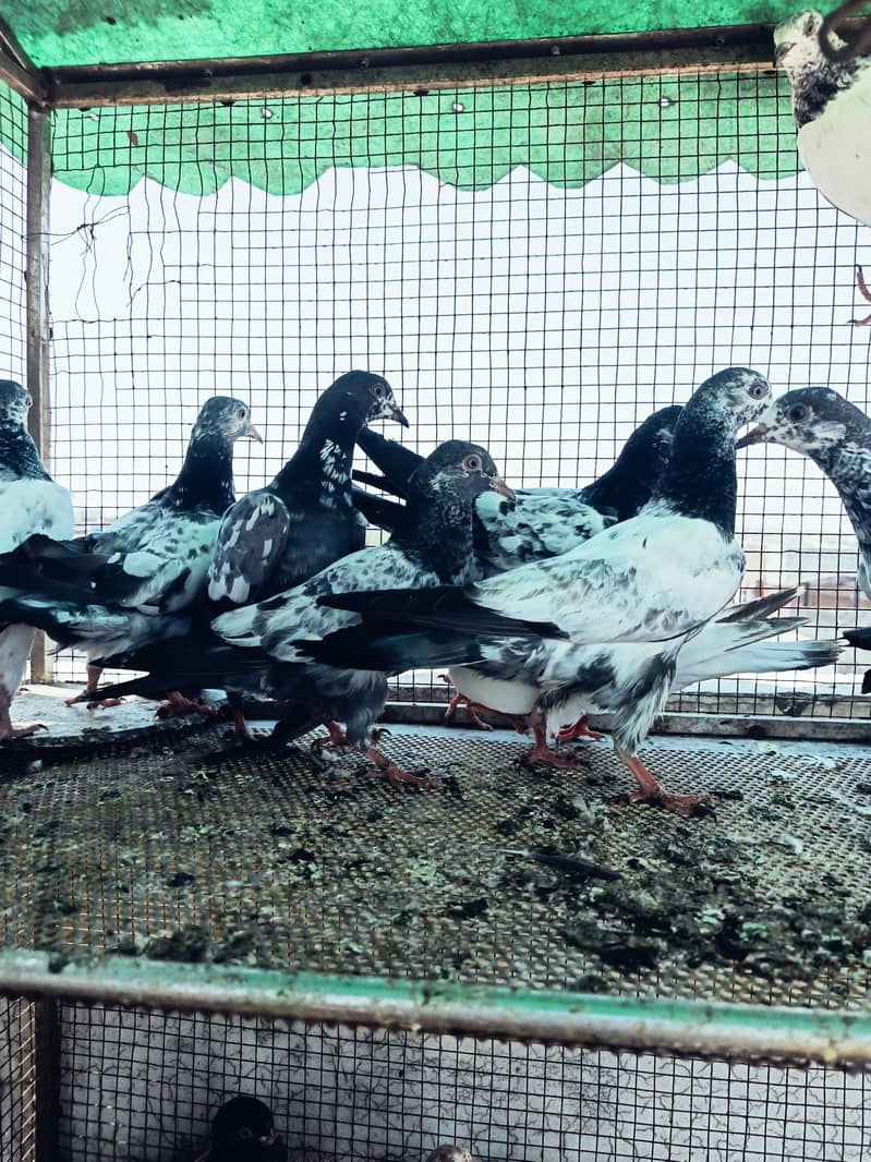 breeder pair 12