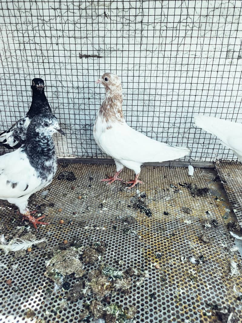 breeder pair 13