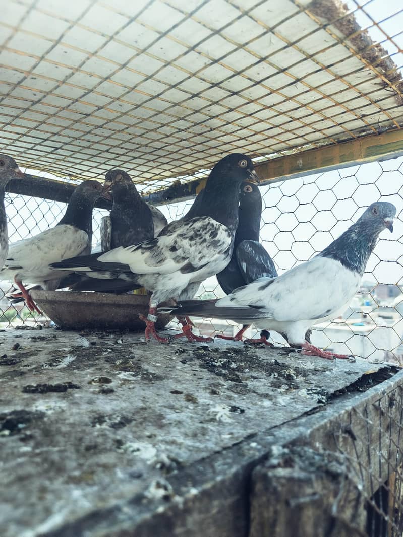 breeder pair 14