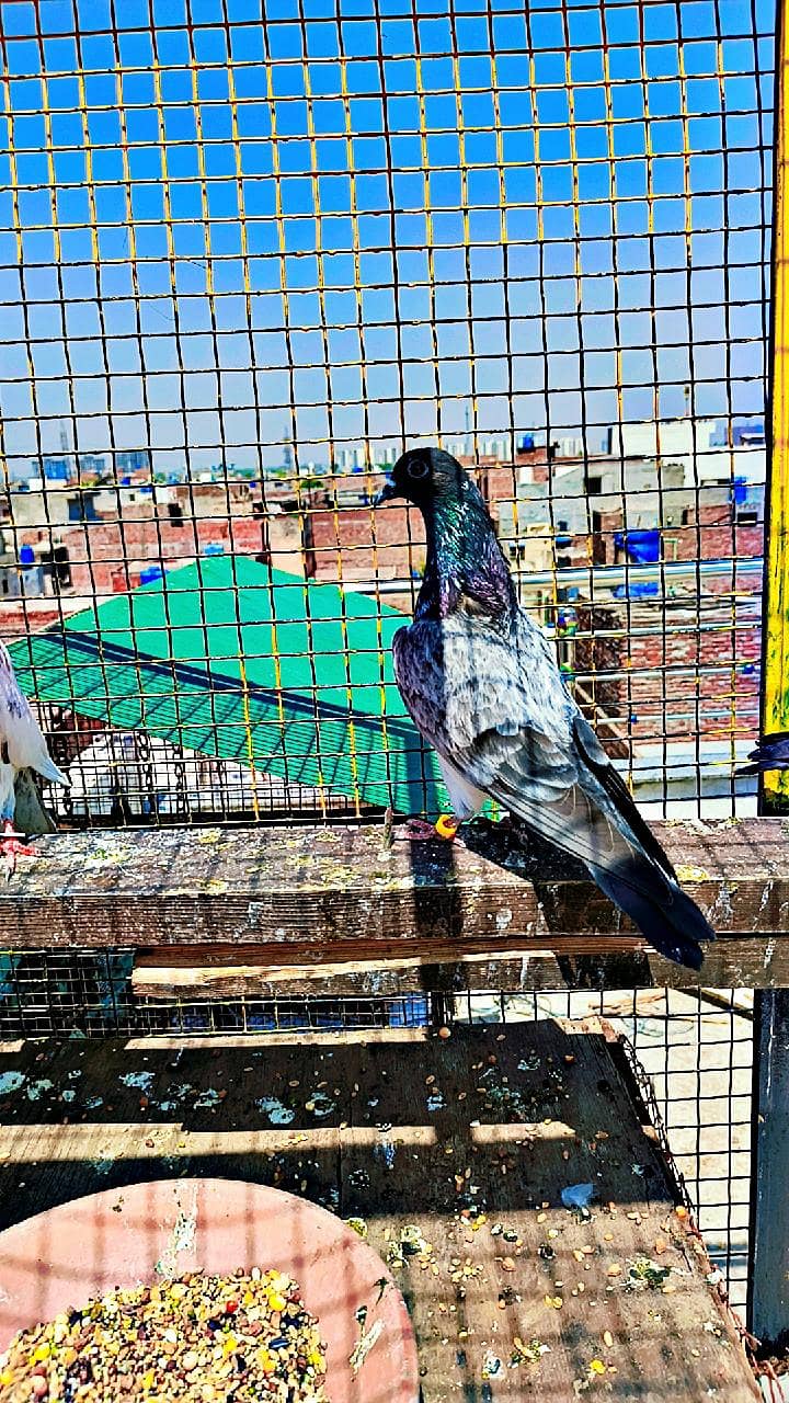 breeder pair 16