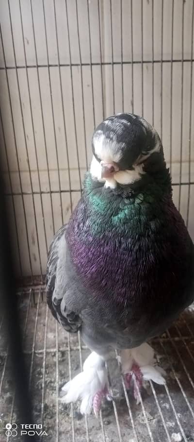 long face pigeons
