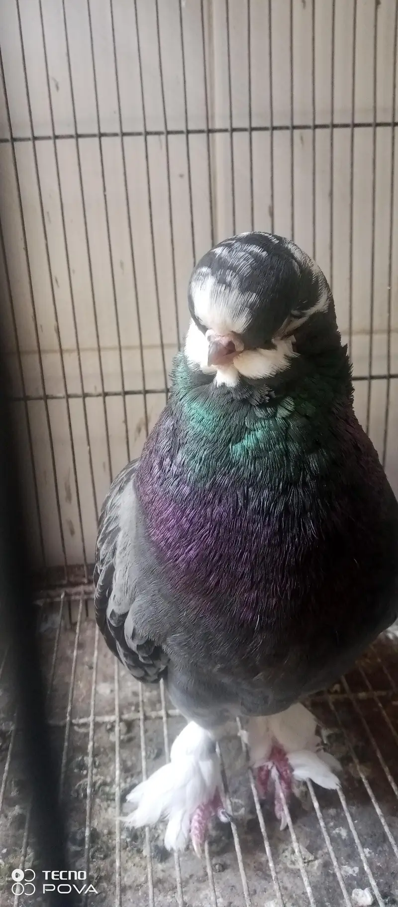 long face pigeons