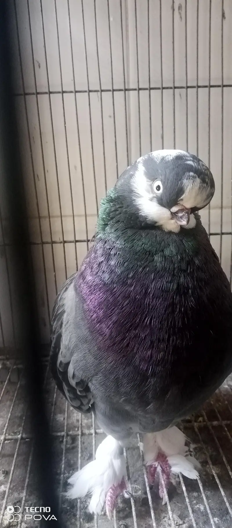 long face pigeons — photo 2