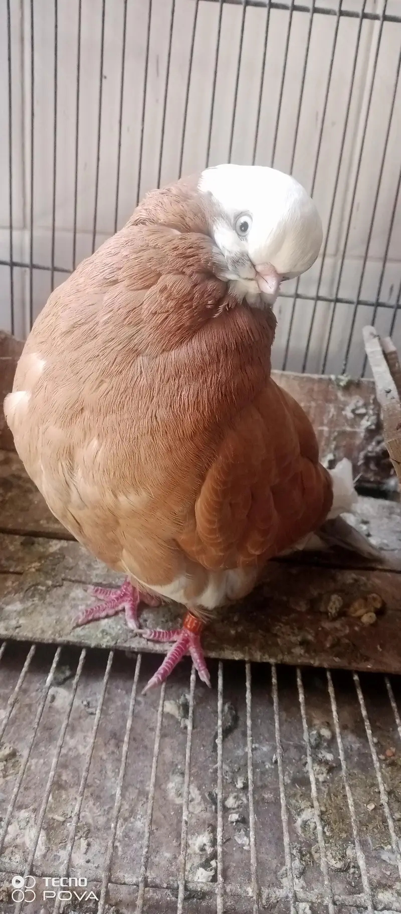 long face pigeons — photo 4