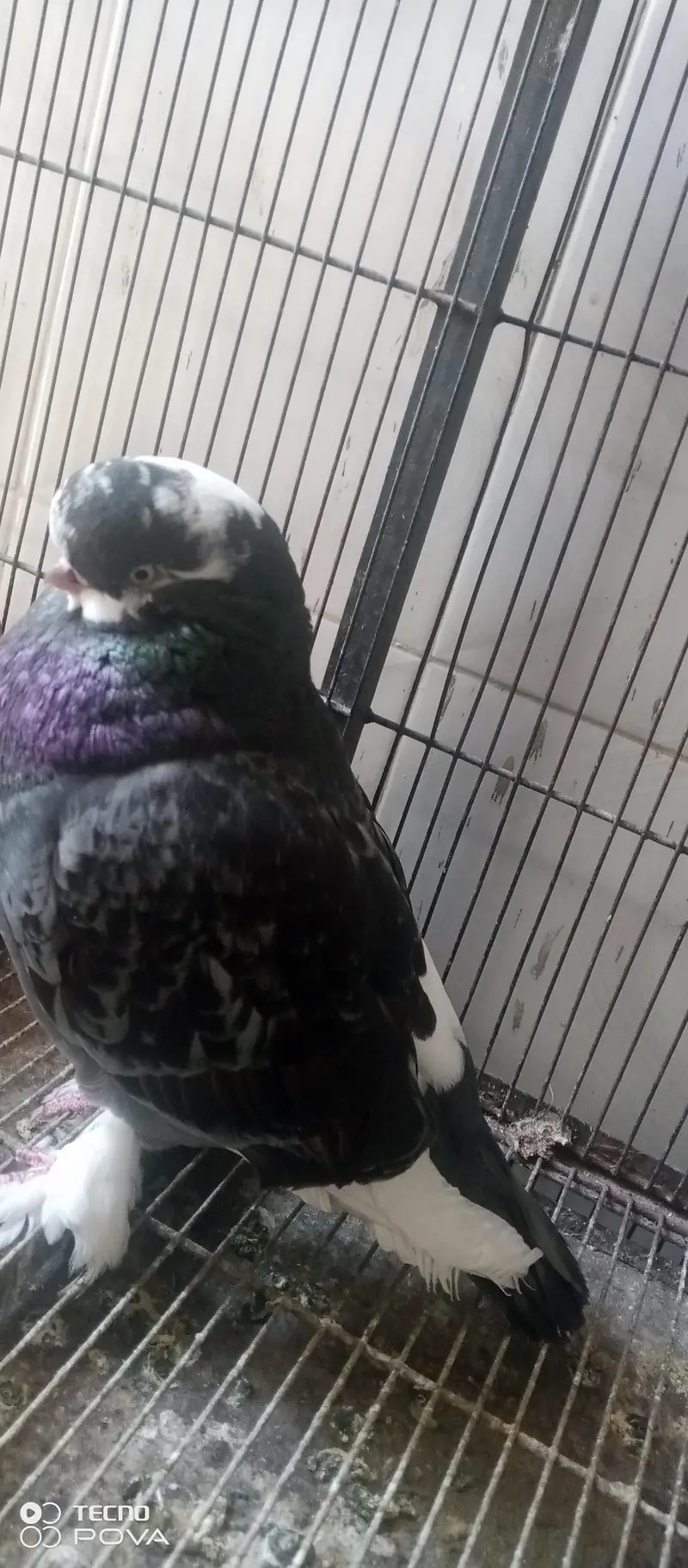 long face pigeons — photo 5