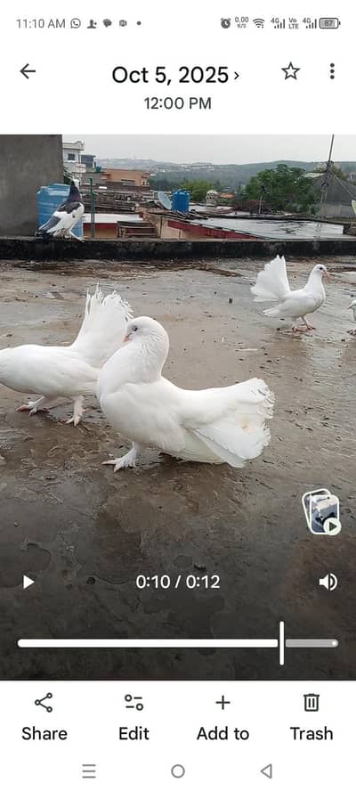 white laka ful breeer pair