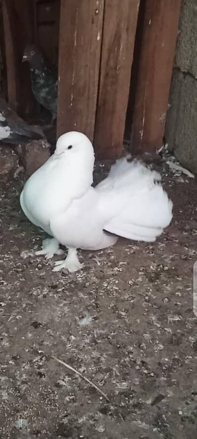 white laka ful breeer pair