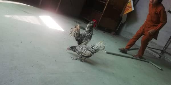 silver sebright pair