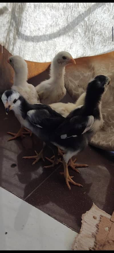 blue shamo chicks/ black shamo chicks /german shamo